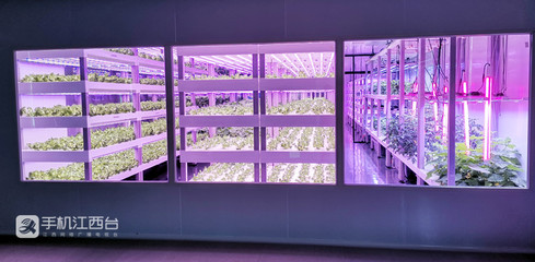 江西力源农业 创新模式，将农场“建在”超市，家门口的新鲜体验