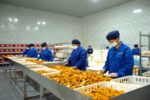 小菌菇释放大“蘑”力——写在2024中国·蓬溪第二十二届全国食用菌新产品新技术博览会开幕之际